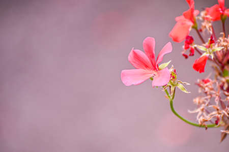 Beautiful summer pink flowers on a light pink background.の写真素材