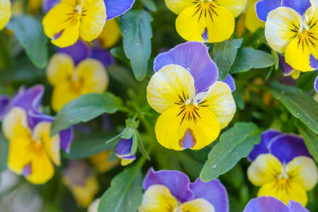 Yellow-blue pansies. Carpet of beautiful bright flowers in spring.の写真素材