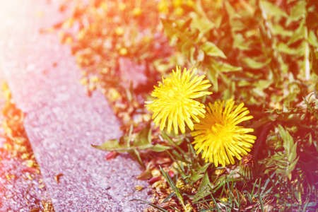 a couple of yellow dandelions blooming by the road in the sun glare.の写真素材