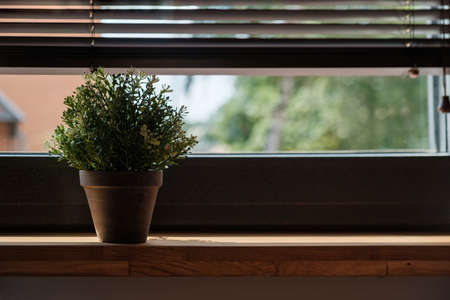 Plant in a pot on the windowsill of a wooden window in the office.