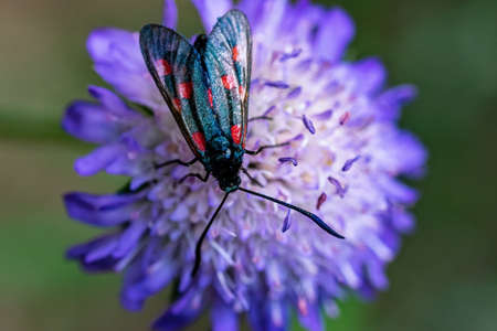 Close-up of a motley butterfly sits on a beautiful purple flower in summer.の写真素材