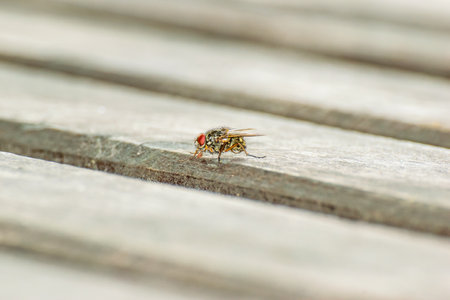 An adult house fly of the species Musca domestica sits on a wooden bench.