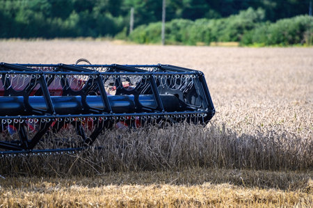 Close-up of a harvester harvesting golden ripe wheat. modern agriculture