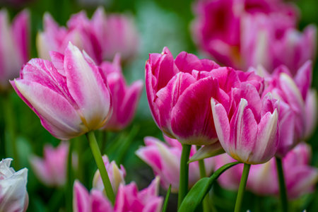 pink tulip flowers blooming in a field of tulips against a background of blurry flowers.の写真素材