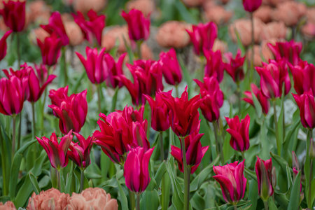 Beautiful field of tulips. a field full of red and red and pink tulip flowers.の写真素材