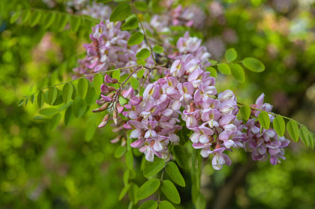 Flower pink acacia, flowers on a tree. Acacia flowers branch with a green backgroundの写真素材