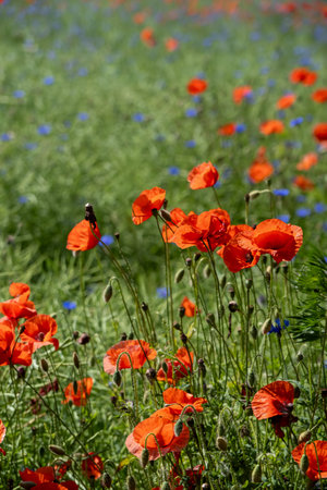 a lot of red poppy flowers on a field in early spring. Shallow depth of field.の写真素材