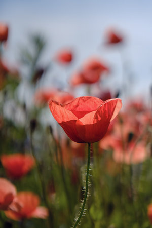 wild scarlet poppy flower in a field. Great view with poppies in bloom everywhere.の写真素材