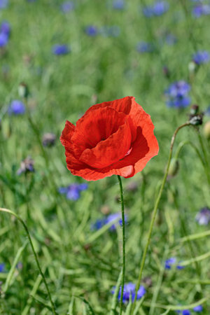 Red poppy flower on a cornflower field, in early spring on a warm sunny day.の写真素材