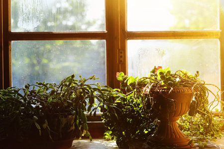 Pots of flowers on the windowsill in the sun. Home plant in a potted window sill on a sunny day.の写真素材