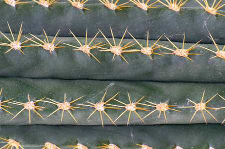 Needles of a green succulent cactus close-up. bright detailed texture of a cactus close-up, cactus needles on a green background.の写真素材