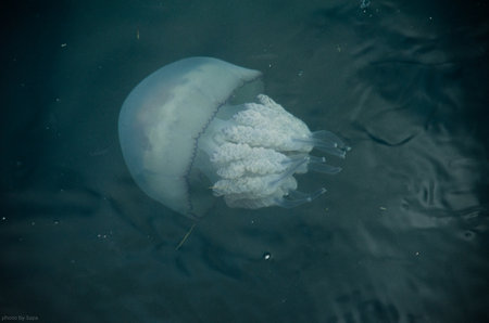 Big jellyfish in water on Blask Sea, Europeの写真素材