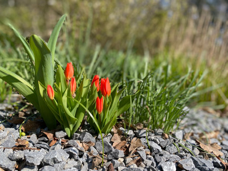 Garden with multicolored Buttercup, Tulips, in stone groundの写真素材