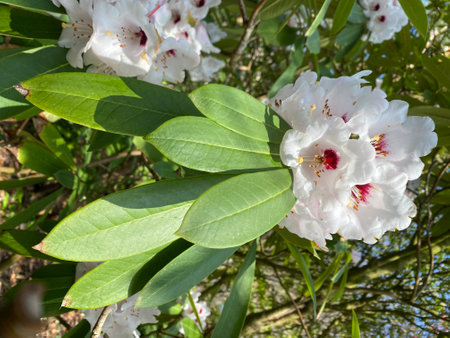 Rhododendron. Rosebay blossoms. Ericaceae evergreen shrub,leaves toxic.の写真素材