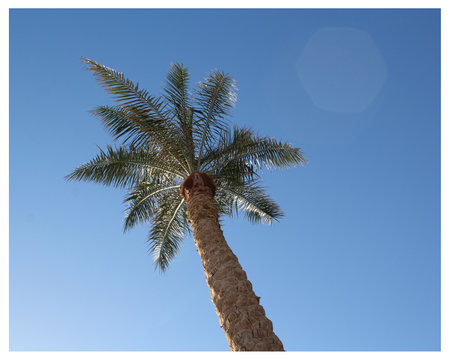 branches of coconut palms under blue skyの写真素材