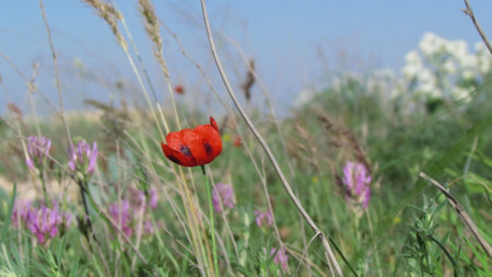 Picturesque Ukrainian steppe on a sunny summer day. Diverse steppe vegetation.の写真素材