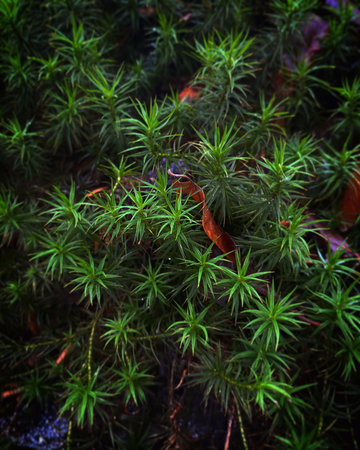Green moss texture. Green background. Green wall.の写真素材