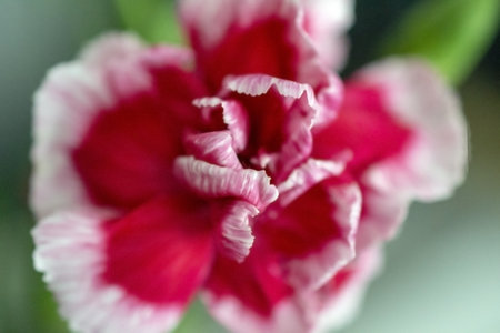Beautiful-great petals of flower. Background.の写真素材