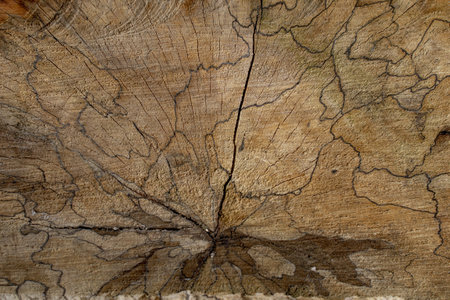 Nature wood textured wallpaper backgroundの写真素材