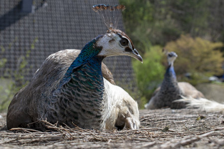 Indian peafowl. Dancing to attract the peahen. Also known as Pavo cristatus.の写真素材