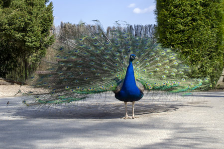Indian peafowl. Dancing to attract the peahen. Also known as Pavo cristatus.の写真素材