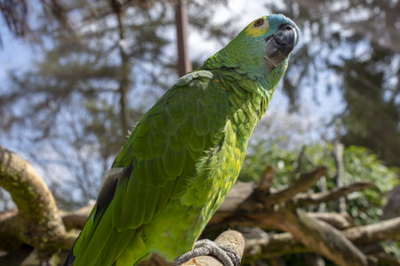 Blue-fronted parrot, Amazona aestiva. Parrot.