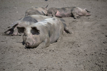 Domestic pig wallowing in the mudの写真素材