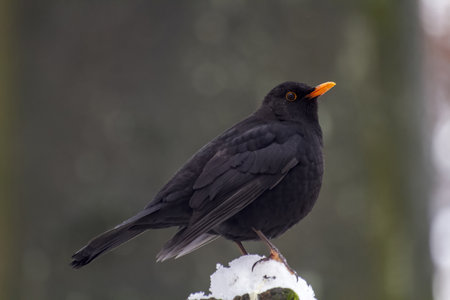Blackbird Turdus merula in close viewの写真素材