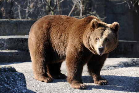 Bear in a croft in the middle of the big city.