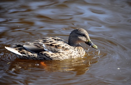 Duck on the lakeの写真素材