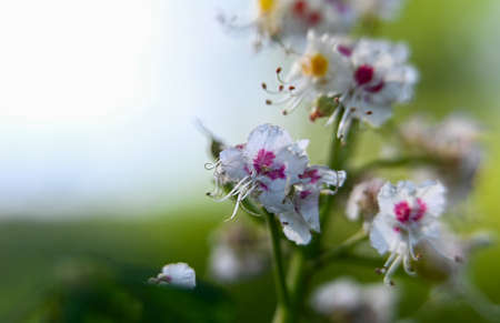 Macro photography of plants in sunny spring dayの写真素材