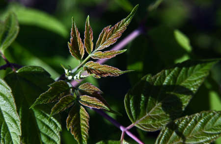 Macro photography of plants in sunny spring day