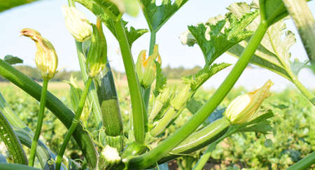 花ズッキーニの写真 イラスト素材一覧 12 7件 ストックフォトのamanaimages Plus