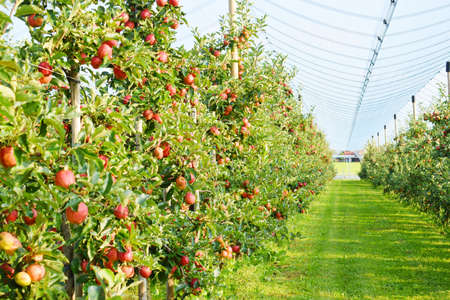 Organic apple on trees in the orchard on the summer season.between the apple trees on both sides are...