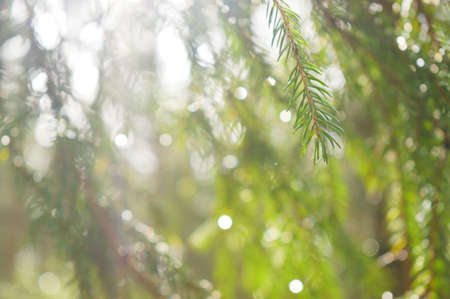 pine branch in the morning.の写真素材