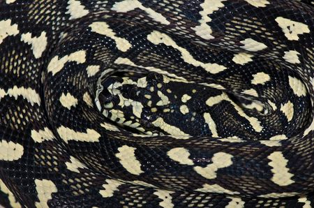 Morelia spilota cheynei