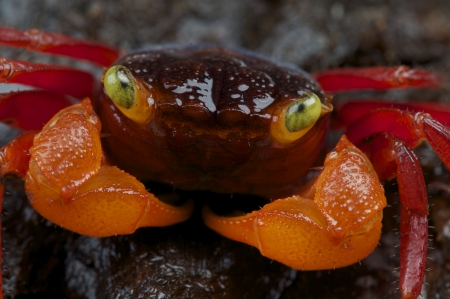 Red Vampire Crab / Geosesarma notophorum