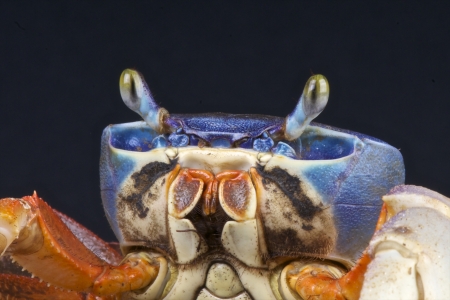 Harlequin crab / Cardisoma armatumの写真素材