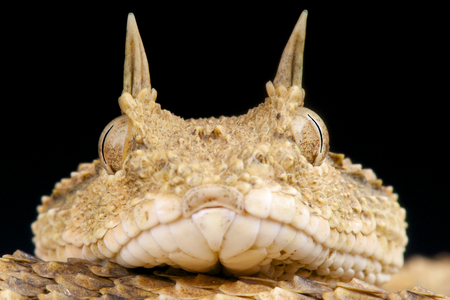 Horned viper   Cerastes cerastes