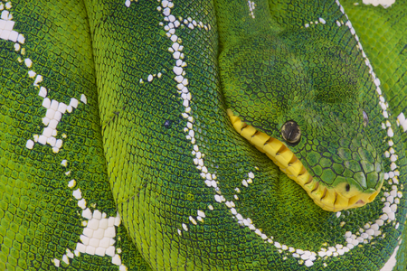 Upper Amazon tree boa   Corallus batesii