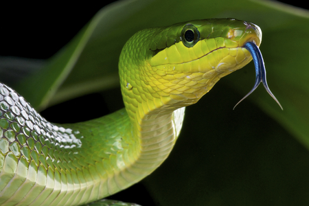 Green rat snake   Gonyosoma oxycephalum