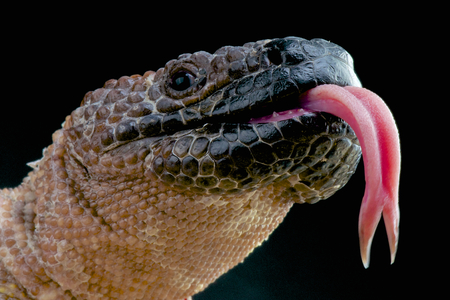 Beaded lizard   Heloderma horridumの写真素材