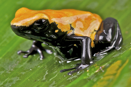 Dart frog   Adelphobates galactonotusの写真素材