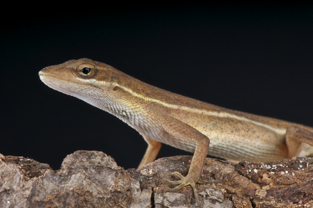 Twig anole   Anolis auratisの写真素材