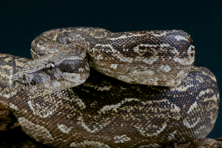 Argentine boa   Boa constrictor occidentalisの写真素材