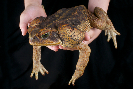 Cane toad   Rhinella marinaの写真素材