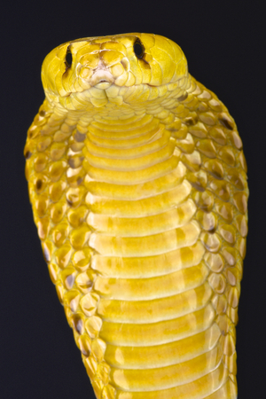 Cape cobra Naja niveaの写真素材