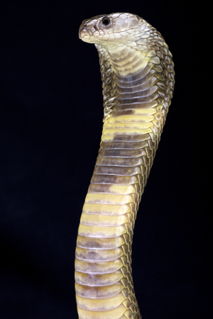 Oxus cobra Naja Oxiana