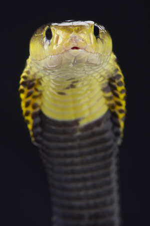 Samar spitting cobra Naja Samar ensis