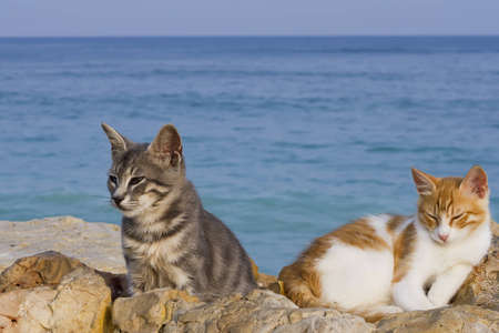 two cats relax by the seaの写真素材